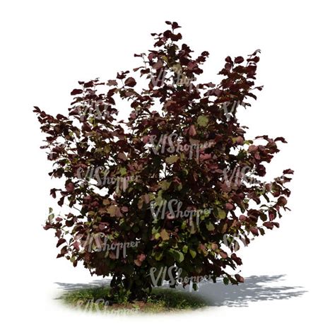 Cut Out Bush With Red Leaves Vishopper