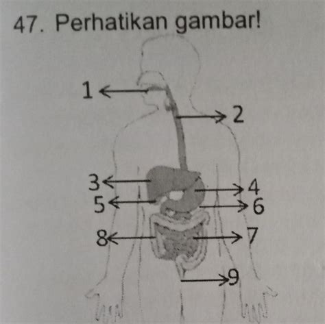 Detail Perhatikan Gambar Sistem Pencernaan Di Bawah Ini Koleksi Nomer 33