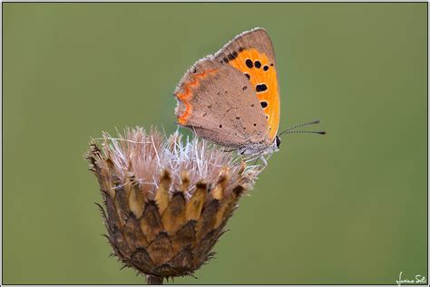 Lycaena Phlaeas Luciano Silei Flickr