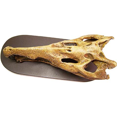 Phytosaur Smilosuchus Mini Skull Replica | PFMA