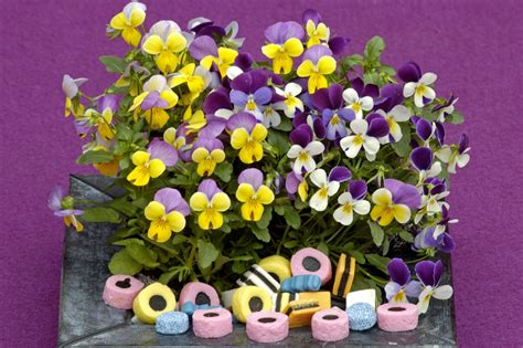 Viola Cornuta Sweeties Muller Seeds