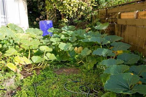 The Premature End of My Giant Pumpkin Growing Season