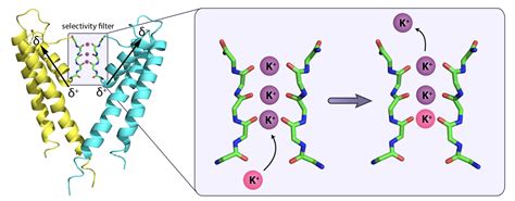 Potassium Ion Channel