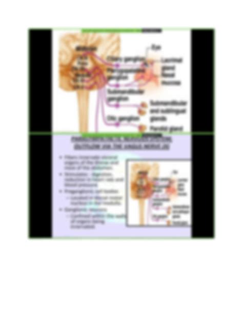 SOLUTION Autonomic Nervous System Studypool