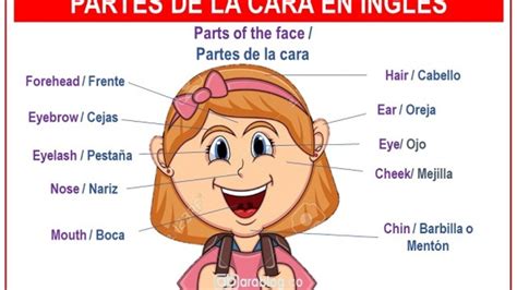 Haga Turismo Tres Club Nombres De Las Partes De La Cara En Ingles Carro