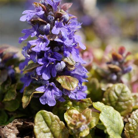 Jda Ajuga Reptans