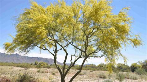 Desert Museum Palo Verde Tree