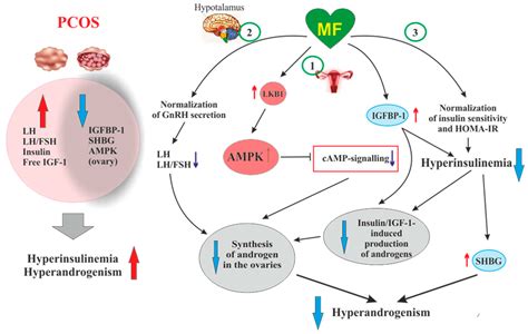 Pharmaceuticals Free Full Text Improvement Effect Of Metformin On