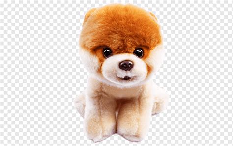 Actualizar Images Pomerania Oso De Peluche Viaterra Mx