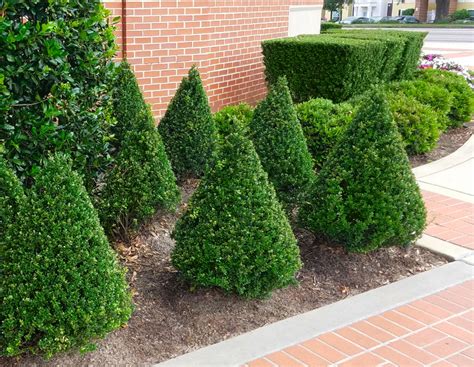 Pruning Hollies | Plant Addicts