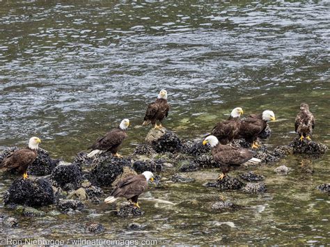 Bald Eagles Tongass National Forest Alaska Photos By Ron Niebrugge