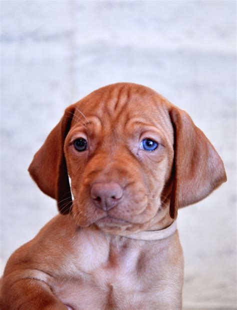 Eylar Vizslas | Dedicated to breeding exceptional Vizslas