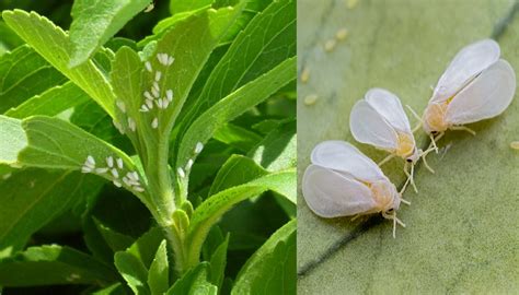 Cómo eliminar la mosca blanca de tu plantas Agrovet77