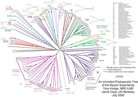 Phylogenetic Tree Wikipedia