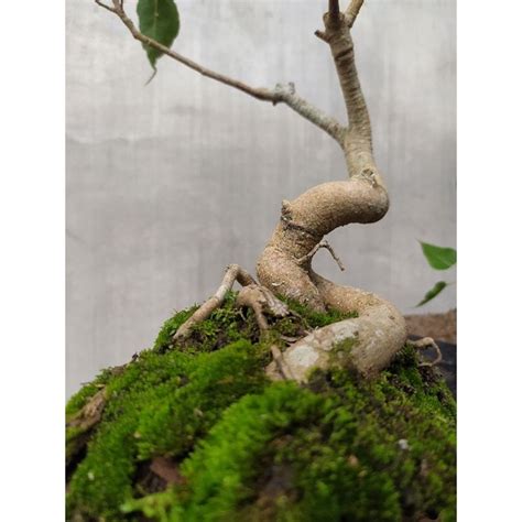 Jual Bonsai Bodhi Ficus Religiosa Original Dari Semai Biji Usia