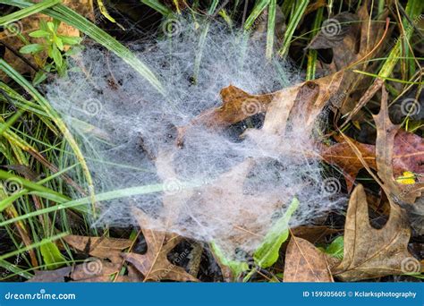 Alabama Agelenidae Funnel Weaver Spider Web Stock Photo Cartoondealer