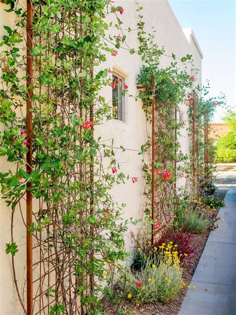 Wall Trellis Ideas For A Gorgeous Display Of Flowering Vines In