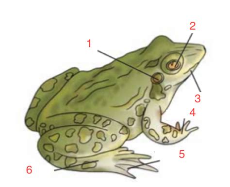 Frogs And Toads Flashcards Quizlet