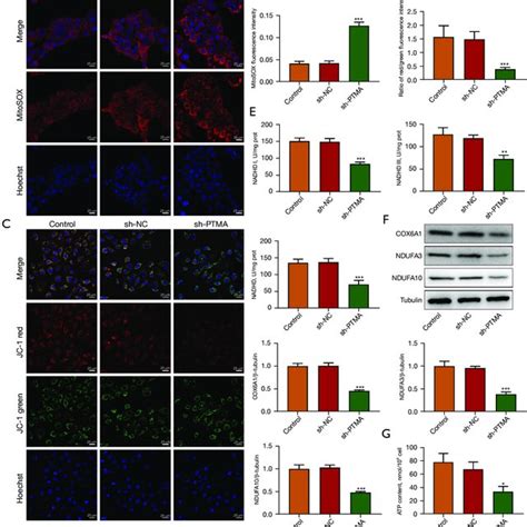 Interference With Ptma Causes Ros Aggregation In Escc Cells By