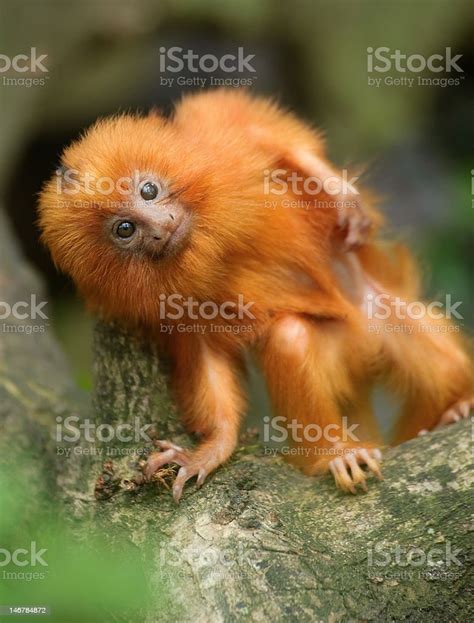 Baby Golden Lion Tamarin Monkey