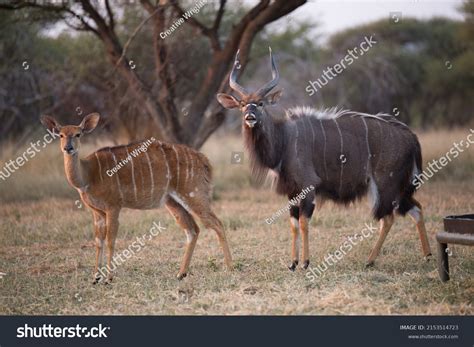 Nyala Antelope: Over 3,514 Royalty-Free Licensable Stock Photos ...