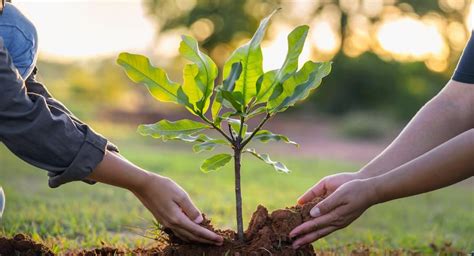 Día Mundial Del Árbol La Importancia De Plantar Más Notigram