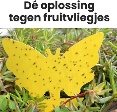 Vliegenstrippen Fruitvliegjes Vliegenvanger Rouwvliegjes