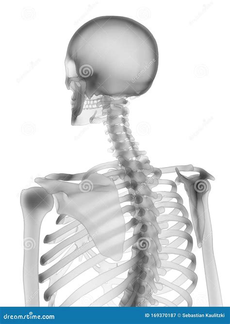 Skeleton Skull Bone Joints Maxilla Anatomy Stock Photography