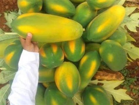 Fresh Papaya at ₹ 15/kg | Fresh Papaya in Nandurbar | ID: 12968571673