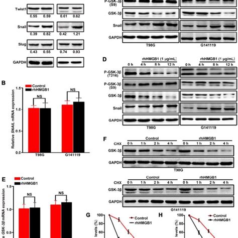 Hmgb Activates Gsk Snail Signaling To Induce Emt In Gbm Cells Via