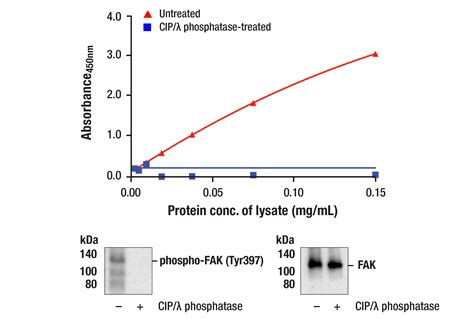 Pathscan Rp Phospho Fak Tyr Sandwich Elisa Kit Cell Signaling