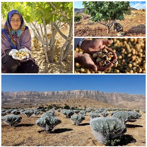 Dried Figs Sale For Import Buy Iranian Dried Fruit Nutex Group