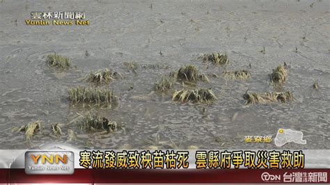 寒流發威致秧苗枯死 雲縣府爭取災害救助 鑫傳國際多媒體科技股份有限公司 Tdn台灣生活新聞