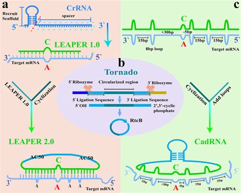 Leaper And Cadrna Systems A Removing The Recruiting Scaffold Of Crrna Download Scientific