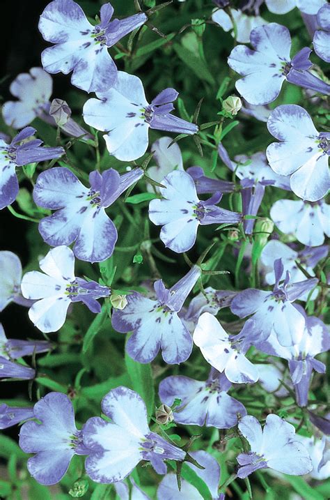 LOBELIA erinus RIVIERA BLUE SPLASH - Muller Seeds