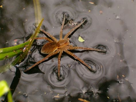 Parco Naturale La Mandria Galleria Fotografica Ragno Lupo Spider Mania