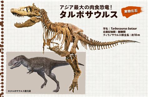 特別展「大恐竜展」ゴビ砂漠の驚異 国立科学博物館