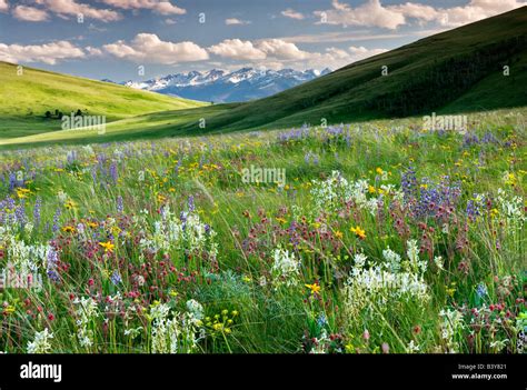 Wildflowers On Zumwalt Prairie With Wallowa Mountains Oregon Stock