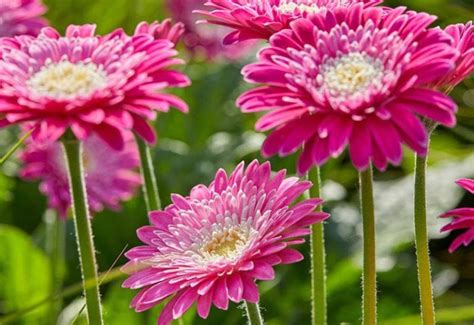 How To Grow Gerberas Suttons Gardening Grow How