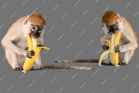 Premium Photo World Animals Day Monkey Eating Banana Isolated On Grey