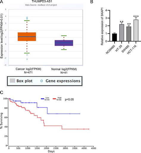 Thumpd3 As1 Is Upregulated In Crc And Predicts A Poor Prognosis A