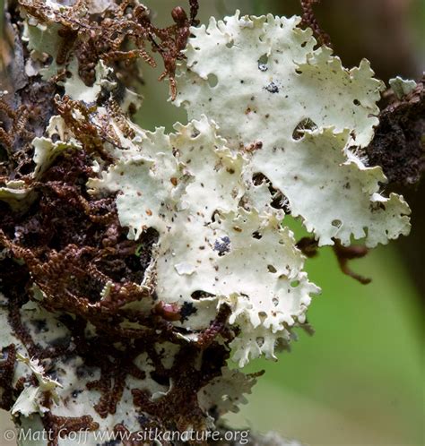 Mystery Lichen Sitka Nature