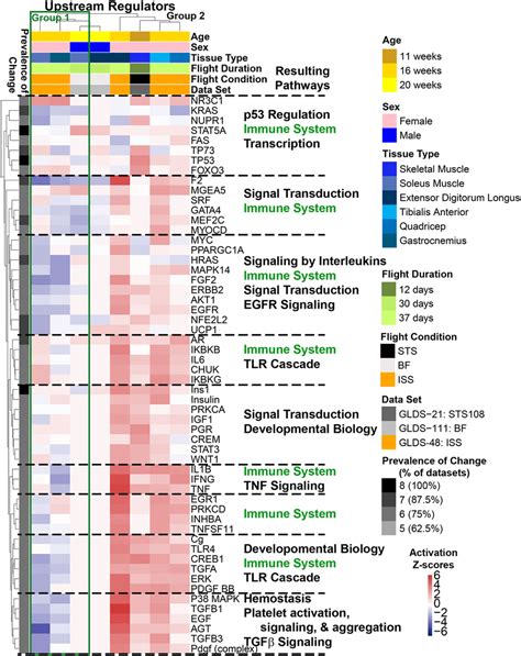 Predicted upstream regulators for muscle tissue affected by ... 