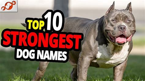 🐕 Top 10 Strongest Dog Names For Male And Female Dogs Dog Names