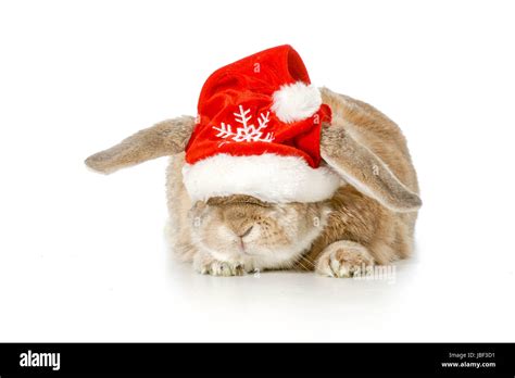 Rabbit Wearing Santa Hat Isolated On White Background Stock Photo Alamy