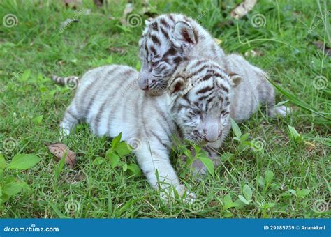 Baby White Tiger Playing On Grass Royalty Free Stock Images - Image ...