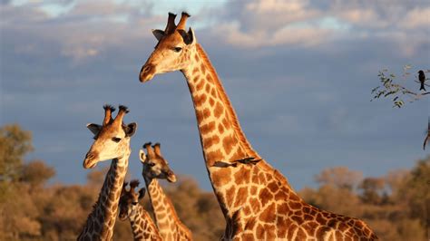 tower  giraffes spots wildlife animals wallpaper blue sky background