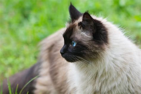 Things You Didnt Know About The Himalayan Cat Fallinpets