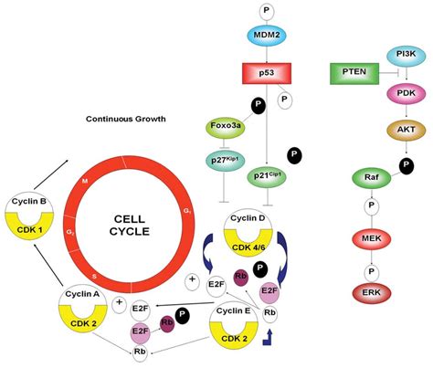 Effects Of Pten Deletion On Pi K Akt And Raf Mek Erk Activation In