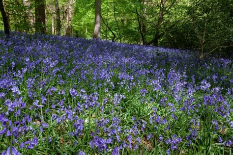 Spanish Bluebells Vs English Bluebells Whats The Difference A Z